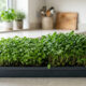 Como cultivar microverdes nutritivos de repolho e rúcula em bandejas sobre a geladeira em apenas 7 dias usando pouca água e substrato leve
