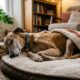 Cachorra em cuidados paliativos ganha um lar temporário e passa seus últimos dias cercada de amor e carinho