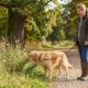 Especialistas em psicologia apontam que a forma como uma pessoa passeia com o cachorro pode revelar habilidades importantes para manter relacionamentos mais fortes e equilibrados