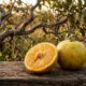 A fruta do Cerrado com sabor ácido: 100 gramas cobrem 71% da vitamina C do dia, indica estudo da UFV