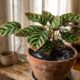 Especialista em plantas afirma: “Se as folhas estão com pontas marrons e secas, o problema pode não ser falta de água, mas baixa umidade no ambiente”