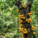 Essa árvore frutífera rara da Mata Atlântica produz frutos aveludados amarelos grudados no tronco e tem sabor doce que lembra manga com mamão