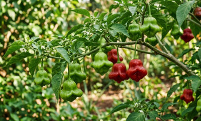 Essa planta ornamental produz pimentas em formato de sino vermelho que não ardem e surpreendem pelo sabor crocante de maçã verde fresca