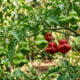 Essa planta ornamental produz pimentas em formato de sino vermelho que não ardem e surpreendem pelo sabor crocante de maçã verde fresca