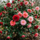 Esse arbusto ornamental dá flores de inverno que parecem de cera e exige solo ácido para encher o quintal de botões vermelhos e rosas