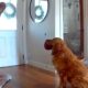 Câmera de segurança flagra Golden Retriever recebendo ladrão com brinquedos e deixa donos chocados: “Ele se comporta melhor com o cara do que com a gente”