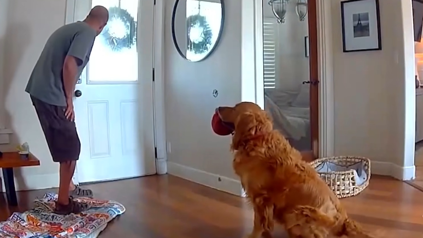 Câmera de segurança flagra Golden Retriever recebendo ladrão com brinquedos e deixa donos chocados: “Ele se comporta melhor com o cara do que com a gente”
