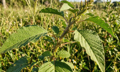 Essa planta alimentícia não convencional rica em cálcio nasce em qualquer brecha de canteiro: o vegetal rústico de alto valor nutricional