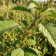 Essa planta alimentícia não convencional rica em cálcio nasce em qualquer brecha de canteiro: o vegetal rústico de alto valor nutricional
