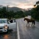 Cavalo foge durante a madrugada e causa prejuízo de R$ 90 mil em carro na estrada, mas dono pode responder mesmo sem estar no local