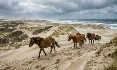 Em 1760, um comerciante deixou cavalos em uma ilha sem árvores no Atlântico e, 260 anos depois, centenas de descendentes selvagens ainda vivem livres por lá