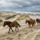 Em 1760, um comerciante deixou cavalos em uma ilha sem árvores no Atlântico e, 260 anos depois, centenas de descendentes selvagens ainda vivem livres por lá