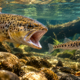 Uma estratégia nos rios da Tasmânia tenta salvar peixe nativo de um predador introduzido há mais de 160 anos