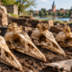 Arqueólogos encontram quatro crânios do século XVII em uma antiga latrina e revelam uma prática de criação seletiva que já valorizava com aparência rara