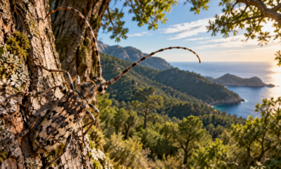 Besouro considerado extinto desde 1900 reaparece após mais de 120 anos e reacende buscas por easpécies consideradas desaparecidas