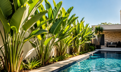 A planta ideal para cultivar perto da piscina durante o verão sem deixar a água cheia de folhas e flores
