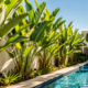 A planta ideal para cultivar perto da piscina durante o verão sem deixar a água cheia de folhas e flores