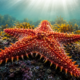 Estudo analisou 296 estrelas-do-mar de 19 localidades e encontrou 16 inversões cromossômicas ligadas à adaptação ambiental no Atlântico e Mediterrâneo