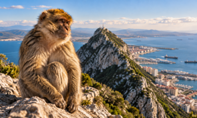 O único macaco selvagem fora da Ásia vive na Península Ibérica e guarda uma história de séculos que ainda surpreende muita gente