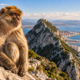 O único macaco selvagem fora da Ásia vive na Península Ibérica e guarda uma história de séculos que ainda surpreende muita gente