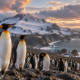 Sonda enviada para uma ilha vulcânica encontra uma colônia enorme de pinguins reunida em uma área de 35 quilômetros quadrados