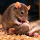 Quando um rato fica inconsciente, os companheiros não simplesmente vão embora: eles tentam reanimá-lo e podem até puxar sua língua