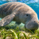 O animal de até 3 metros que vive no mar e foi confundido com sereias: o comportamento que alimentou antigas lendas entre navegadores