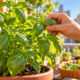 Essa é a erva ideal para a horta: ocupa pouco espaço, produz folhas no verão e suporta o calor com poucos cuidados durante a estação