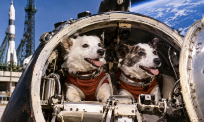 Em 1960, dois cães viajaram para o espaço a bordo de uma cápsula soviética e, após retornarem à Terra, ajudaram os pesquisadores a estudar os efeitos das viagens espaciais