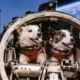 Em 1960, dois cães viajaram para o espaço a bordo de uma cápsula soviética e, após retornarem à Terra, ajudaram os pesquisadores a estudar os efeitos das viagens espaciais