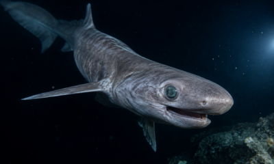 O tubarão mais raro do oceano aparece vivo a quase 2.000 metros de profundidade e revela pela primeira vez seu comportamento nas águas escuras