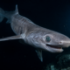 O tubarão mais raro do oceano aparece vivo a quase 2.000 metros de profundidade e revela pela primeira vez seu comportamento nas águas escuras