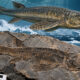 Fóssil de 380 milhões de anos encontrado na Antártida revela detalhes impressionantes sobre um peixe que pode ajudar a explicar a origem dos vertebrados terrestres