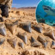 14 dentes de tubarão encontrados no deserto revelam um passado surpreendente: há 75 milhões de anos, a região era coberta por um mar tropical