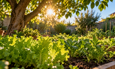 Morador cultiva árvores no quintal para reduzir o calor da horta e descobre como posicionar as plantas para aproveitar a sombra sem prejudicar o cultivo