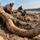 Restos de um mamute-lanoso foram encontrados no leito exposto do Danúbio após uma forte estiagem. Presas e dentes estão entre os materiais levados ao museu