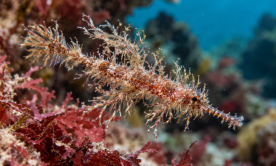 Cientistas descobrem peixe de aparência "peluda" no Pacífico e batizam a nova espécie em referência ao famoso Snuffleupagus de 'Vila Sésamo'