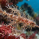 Cientistas descobrem peixe de aparência "peluda" no Pacífico e batizam a nova espécie em referência ao famoso Snuffleupagus de 'Vila Sésamo'