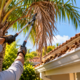 Especialista em jardinagem mostra como podar palmeiras em setembro para evitar folhas no telhado e problemas na estrutura da casa