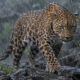 O que significa o provérbio africano: "A chuva molha as manchas do leopardo, mas não as apaga"?