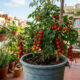 Como plantar tomate-cereja em balde plástico na varanda: o guia simples de cultivo para colher cachos docinhos e frescos em apartamento