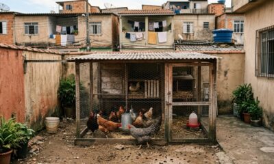 Família cria algumas galinhas no quintal há anos e só depois de receber notificação da prefeitura descobre que uma regra antiga restringe a criação de aves na área urbana