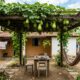 4 plantas frutíferas que podem crescer em cercas e pergolados, economizam espaço e ainda deixam o jardim mais bonito e produtivo
