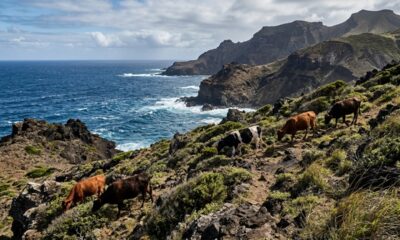 Cinco vacas deixadas em uma ilha em 1871 deram origem a um rebanho tão isolado que virou mistério para pesquisadores por gerações