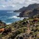 Cinco vacas deixadas em uma ilha em 1871 deram origem a um rebanho tão isolado que virou mistério para pesquisadores por gerações
