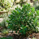 Esse arbusto ornamental de baixa manutenção suporta o calor de 40°C sem murchar e mantém as folhas verdes e vistosas o ano inteiro no jardim