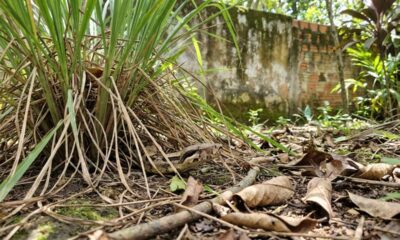 4 tipos de plantas que podem favorecer a presença de cobras no quintal ao criar esconderijos úmidos, sombreados e próximos de possíveis fontes de alimento
