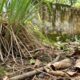 4 tipos de plantas que podem favorecer a presença de cobras no quintal ao criar esconderijos úmidos, sombreados e próximos de possíveis fontes de alimento