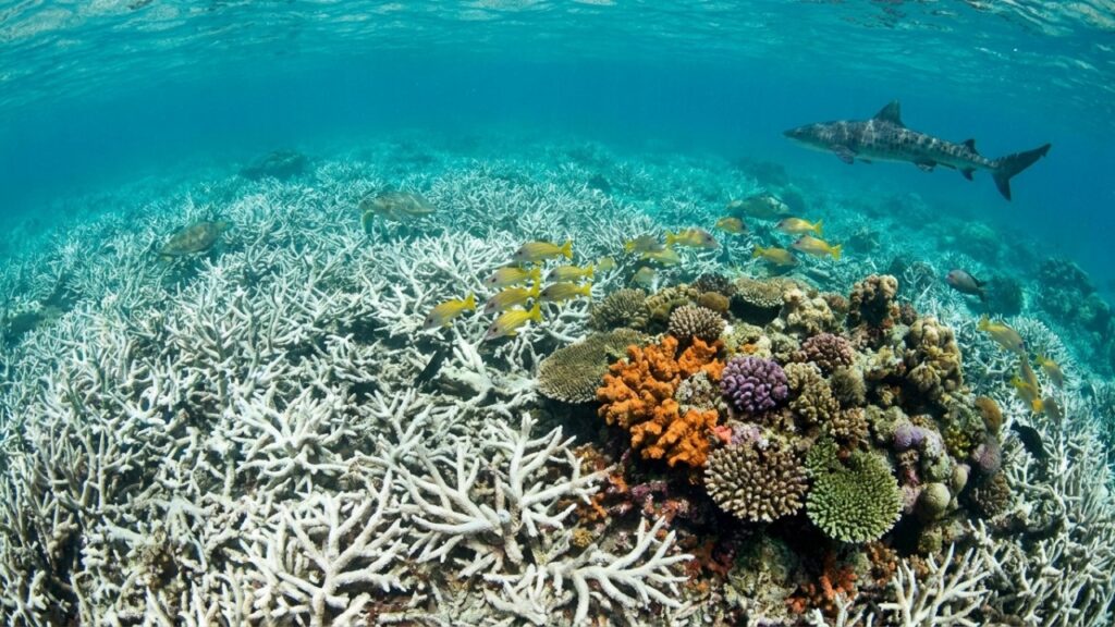 El Niño ficou 36% mais intenso com a influência das mudanças climáticas, e corais preservaram uma espécie de “termômetro” dos últimos mil anos