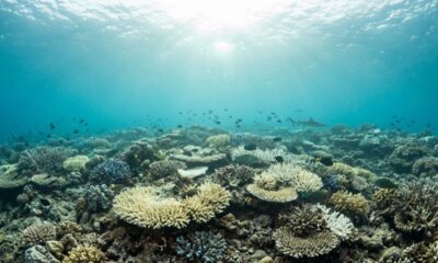 El Niño ficou 36% mais intenso com a influência das mudanças climáticas, e corais preservaram uma espécie de “termômetro” dos últimos mil anos